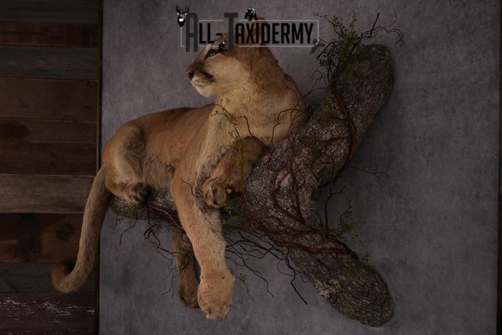 Mountain Lion taxidermy mount SKU 2585 - Image 11