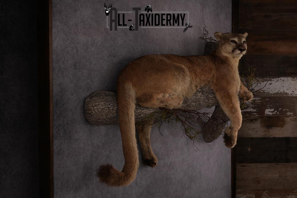 Mountain Lion taxidermy mount SKU 2585 - Image 10