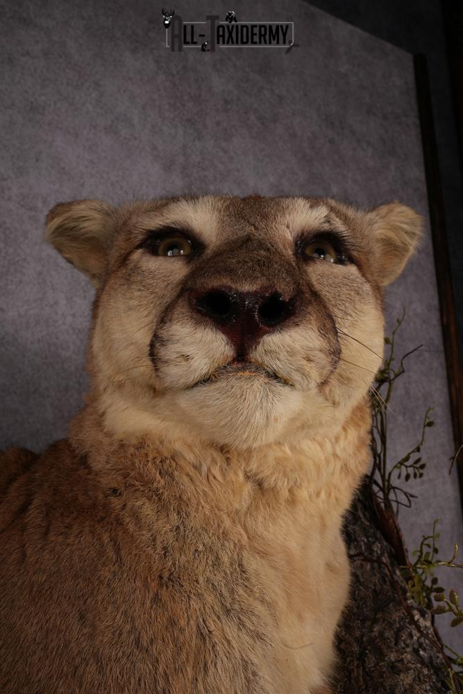 Mountain Lion taxidermy mount SKU 2585 - Image 9