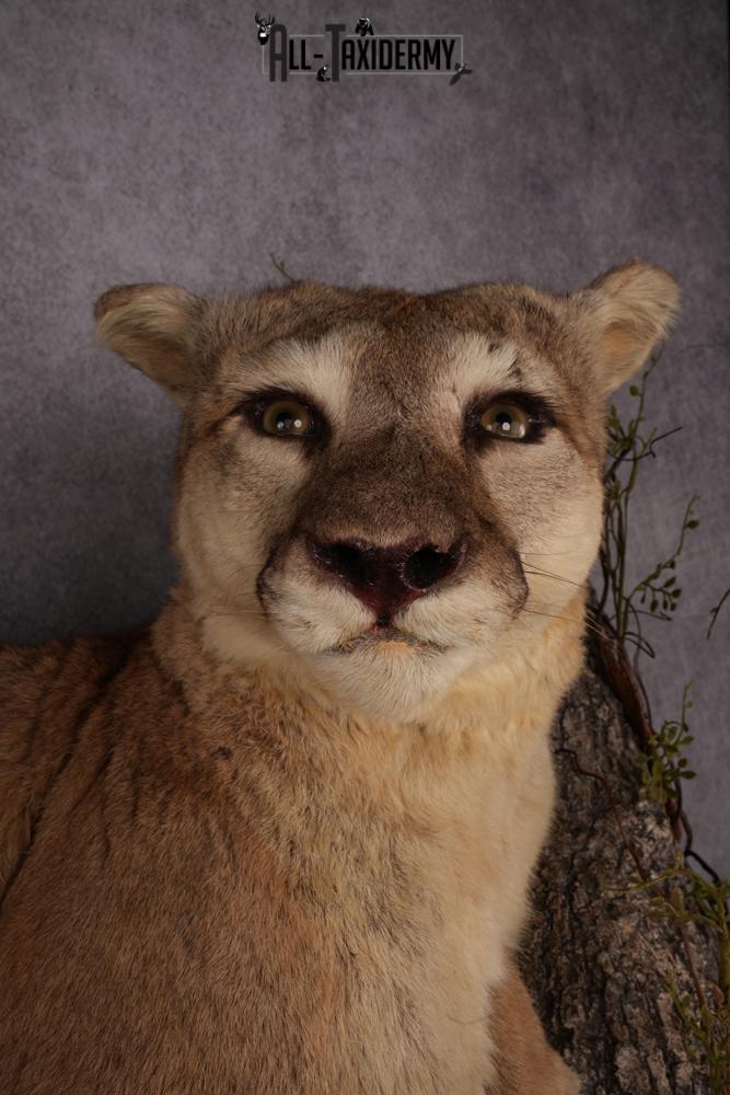 Mountain Lion taxidermy mount SKU 2585 - Image 8