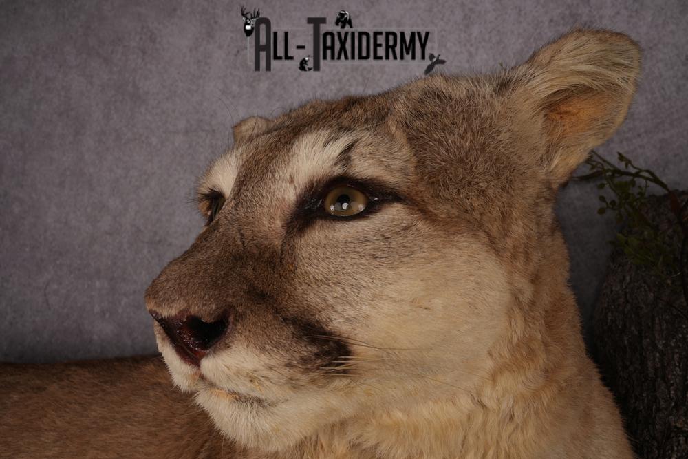 Mountain Lion taxidermy mount SKU 2585 - Image 7