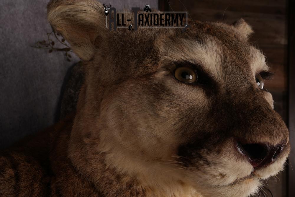 Mountain Lion taxidermy mount SKU 2585 - Image 6