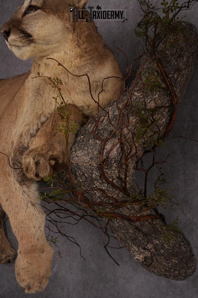 Mountain Lion taxidermy mount SKU 2585 - Image 5