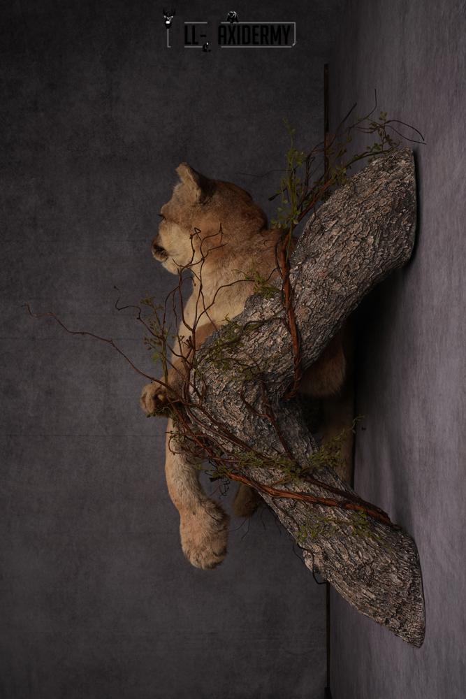 Mountain Lion taxidermy mount SKU 2585 - Image 4