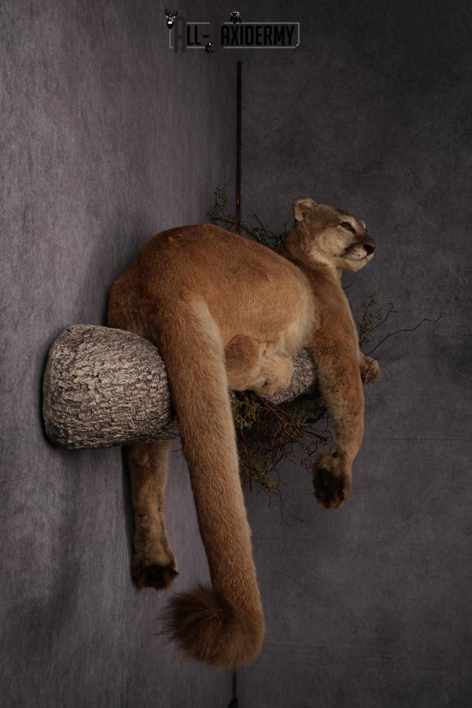 Mountain Lion taxidermy mount SKU 2585 - Image 3