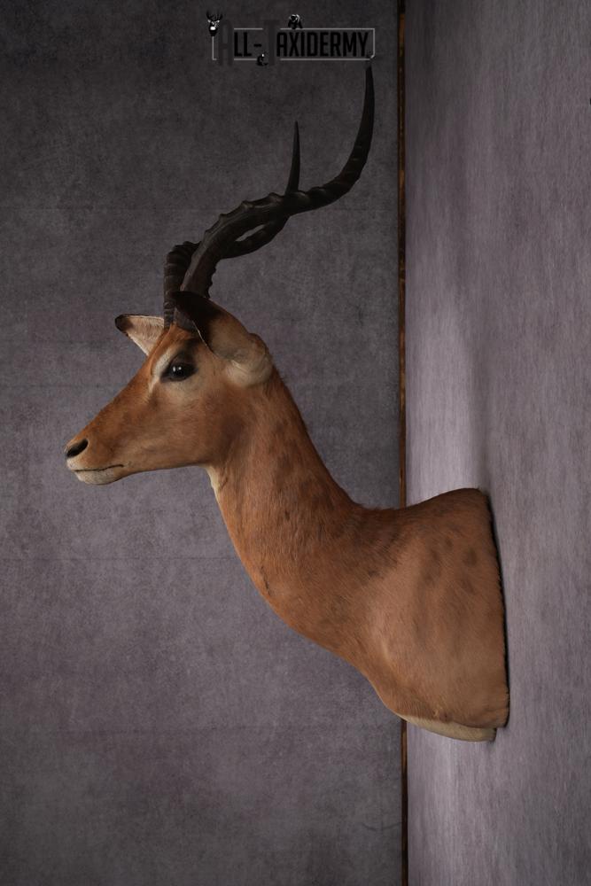 African Impala taxidermy mount SKU 2553 - Image 2