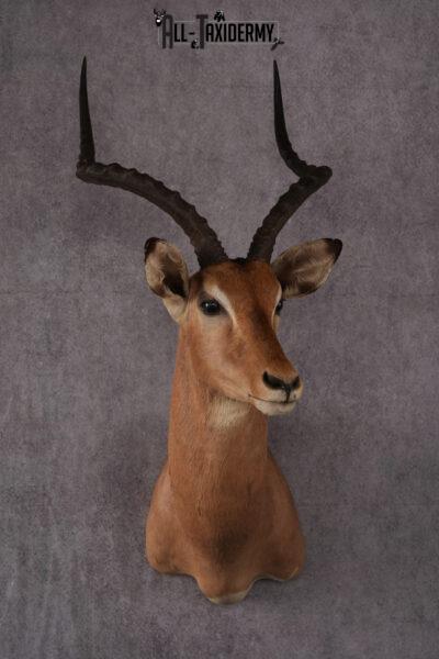 African Impala taxidermy mount SKU 2553