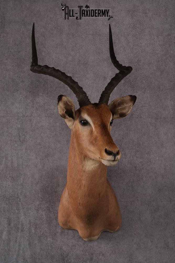 African Impala taxidermy mount SKU 2553