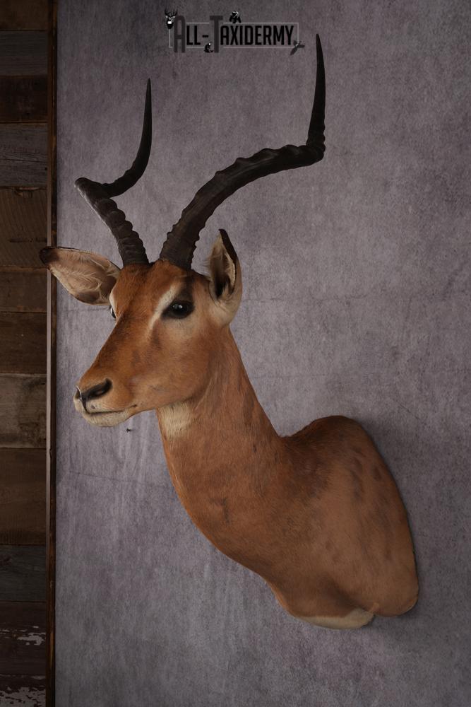 African Impala taxidermy mount SKU 2553 - Image 3