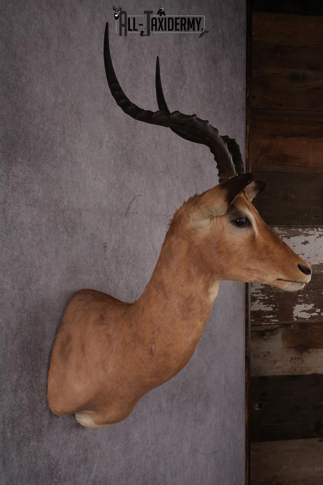African Impala taxidermy mount SKU 2553 - Image 7