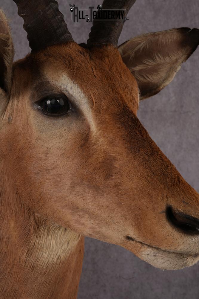African Impala taxidermy mount SKU 2553 - Image 4