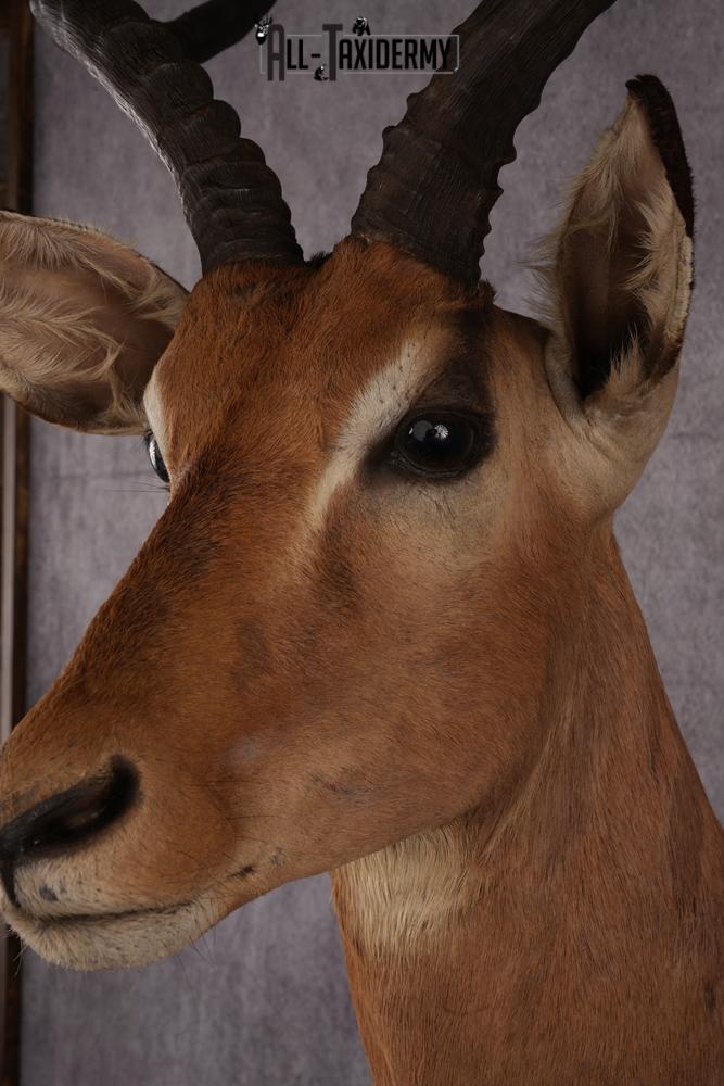 African Impala taxidermy mount SKU 2553 - Image 6