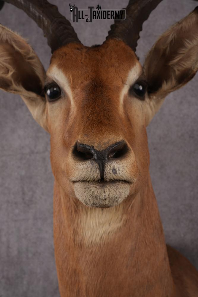 African Impala taxidermy mount SKU 2553 - Image 5