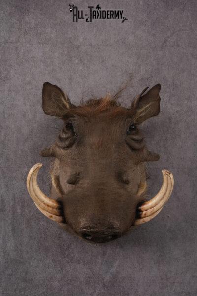 African Warthog taxidermy mount SKU 2542