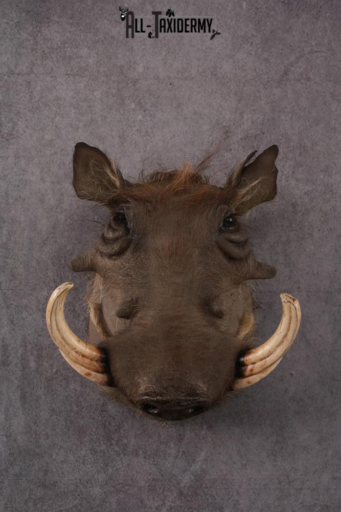 African Warthog taxidermy mount SKU 2542