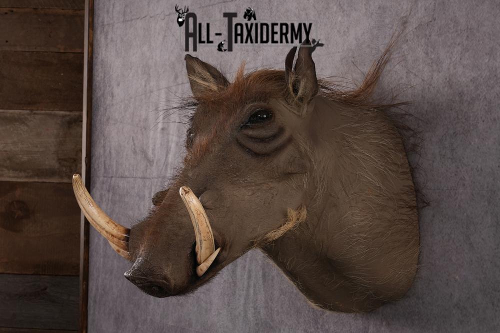African Warthog taxidermy mount SKU 2542 - Image 9