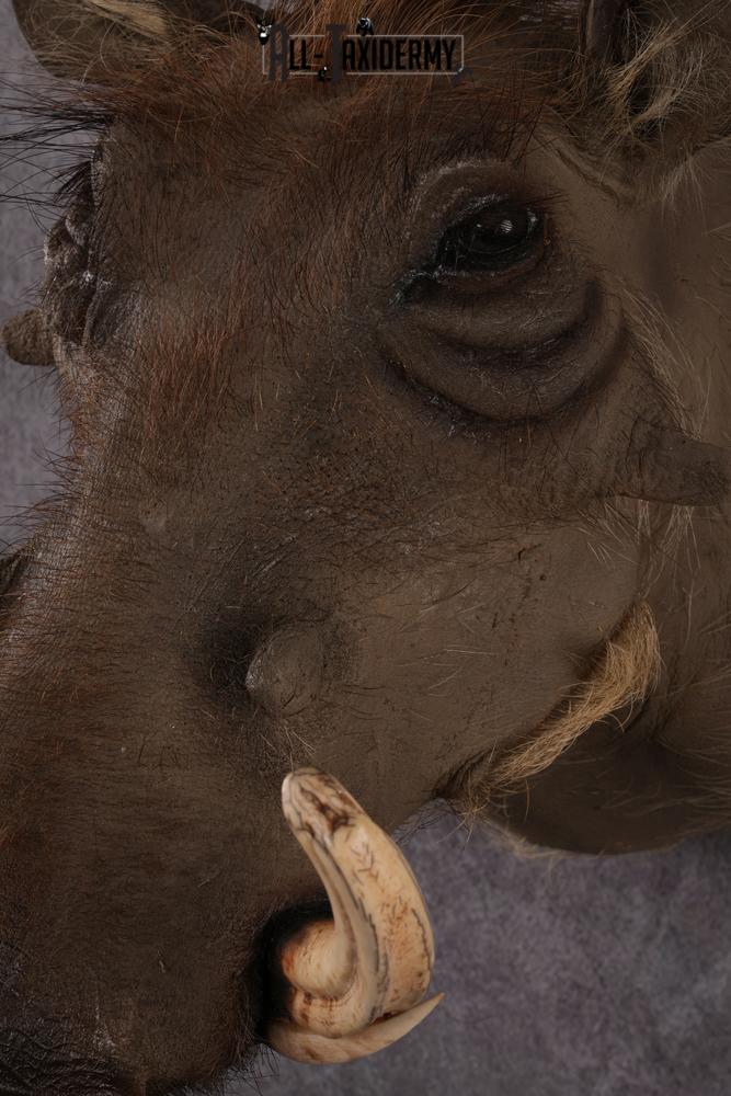 African Warthog taxidermy mount SKU 2542 - Image 6