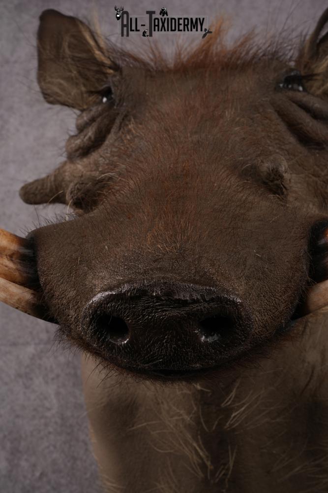 African Warthog taxidermy mount SKU 2542 - Image 5
