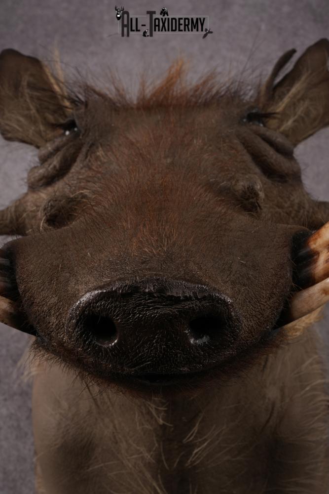 African Warthog taxidermy mount SKU 2542 - Image 4