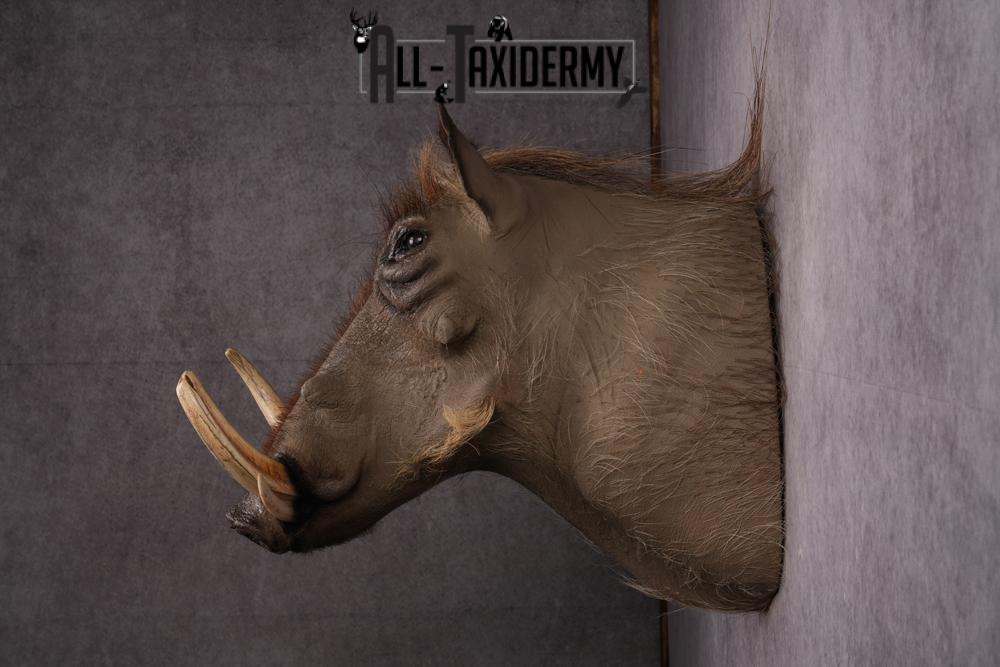 African Warthog taxidermy mount SKU 2542 - Image 2