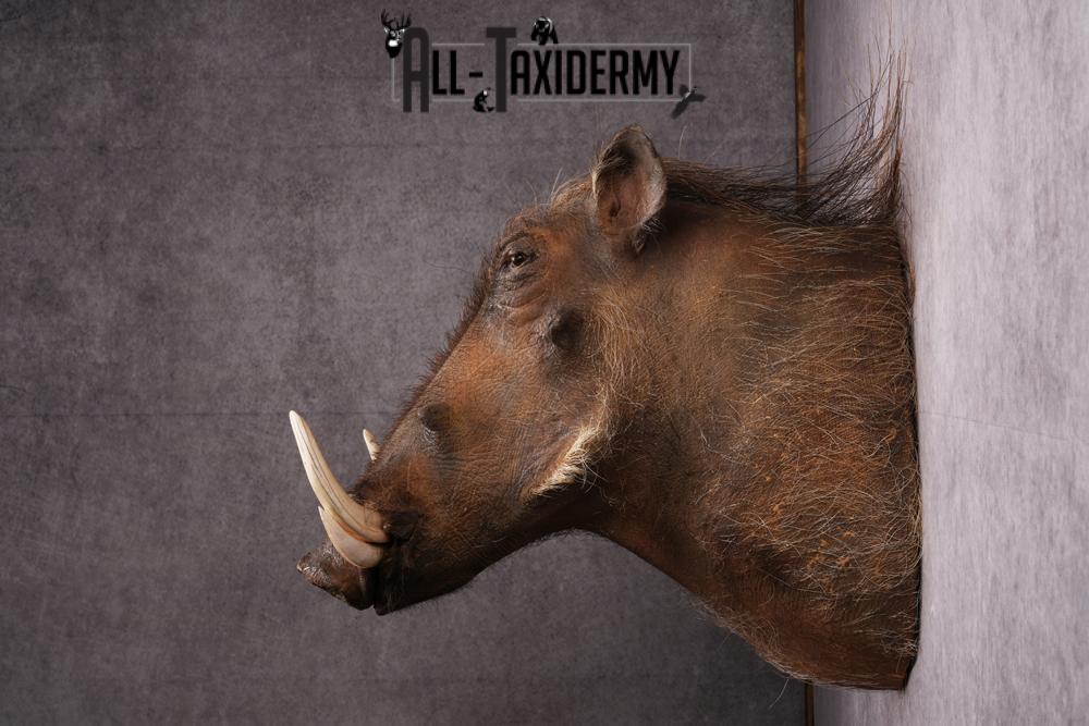 African Warthog taxidermy mount SKU 2532 - Image 8