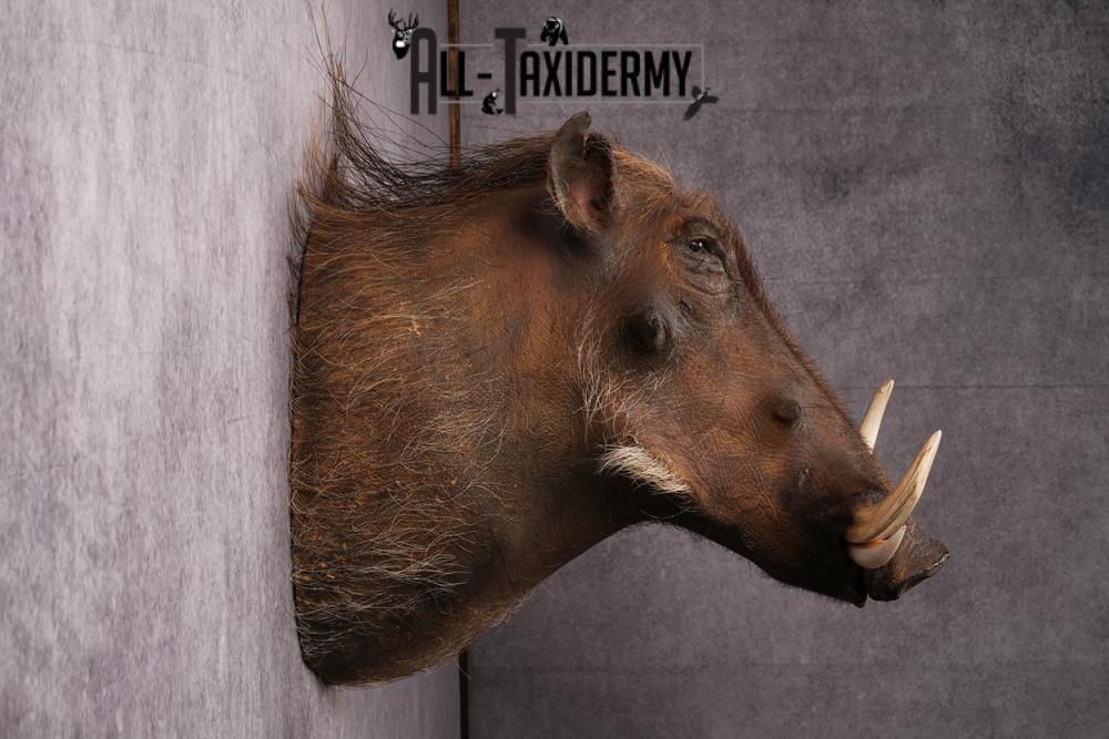 African Warthog taxidermy mount SKU 2532 - Image 7
