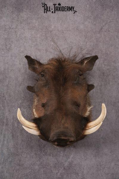 African Warthog taxidermy mount SKU 2532