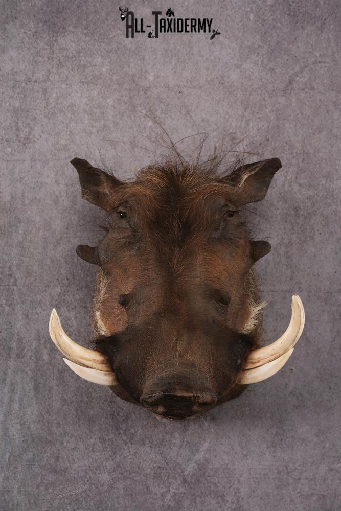 African Warthog taxidermy mount SKU 2532