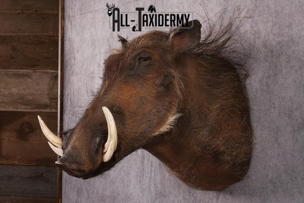 African Warthog taxidermy mount SKU 2532 - Image 6