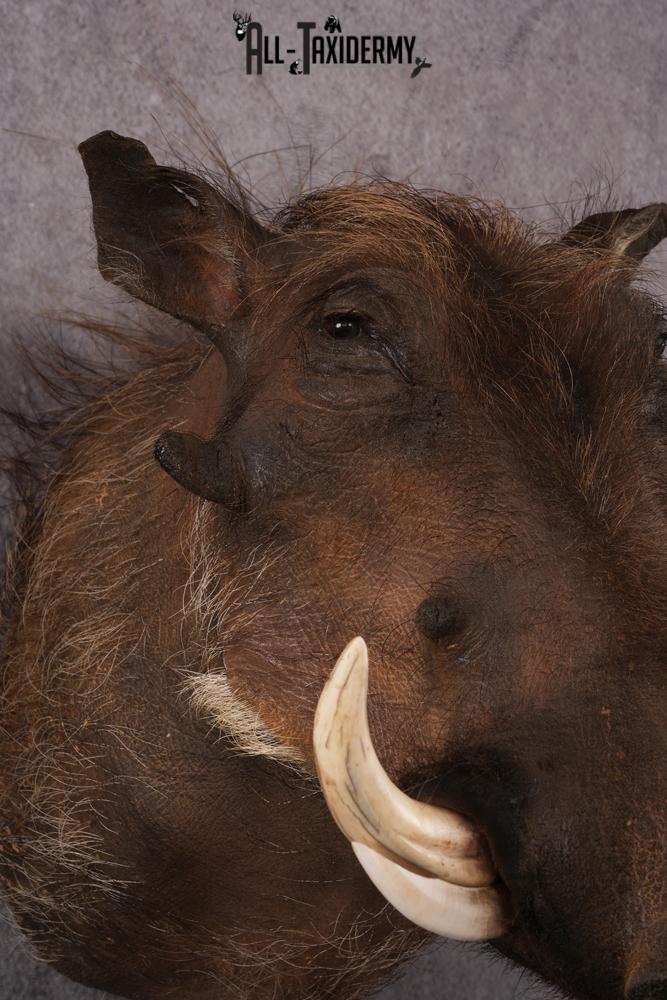 African Warthog taxidermy mount SKU 2532 - Image 4