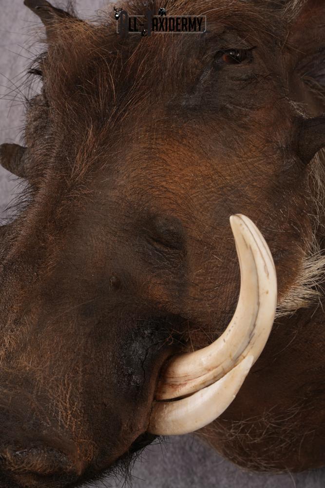 African Warthog taxidermy mount SKU 2532 - Image 3