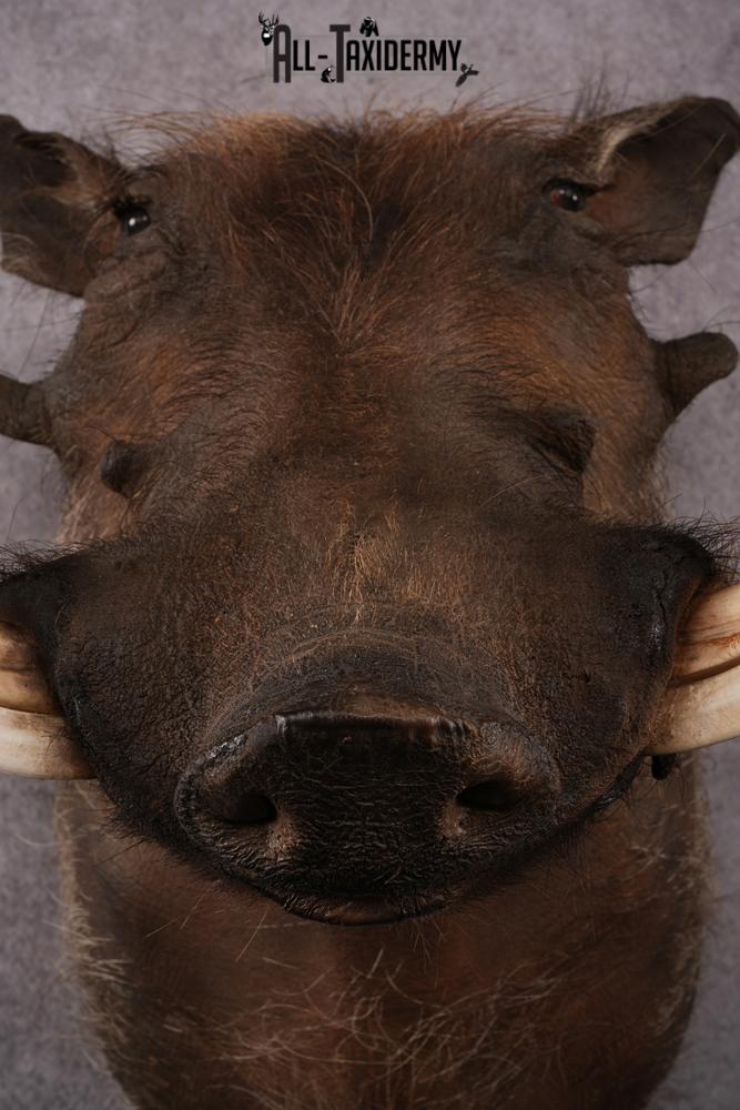 African Warthog taxidermy mount SKU 2532 - Image 2