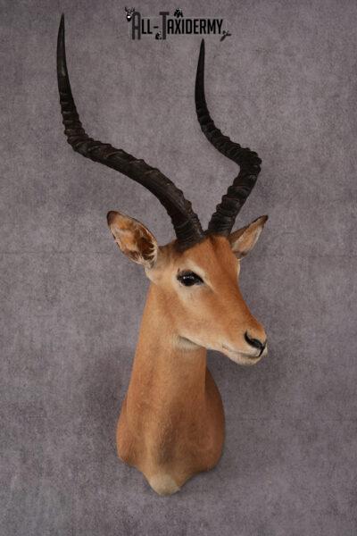 African Impala taxidermy mount SKU 2546