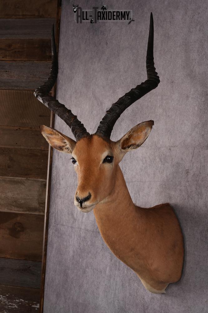 African Impala taxidermy mount SKU 2546 - Image 9