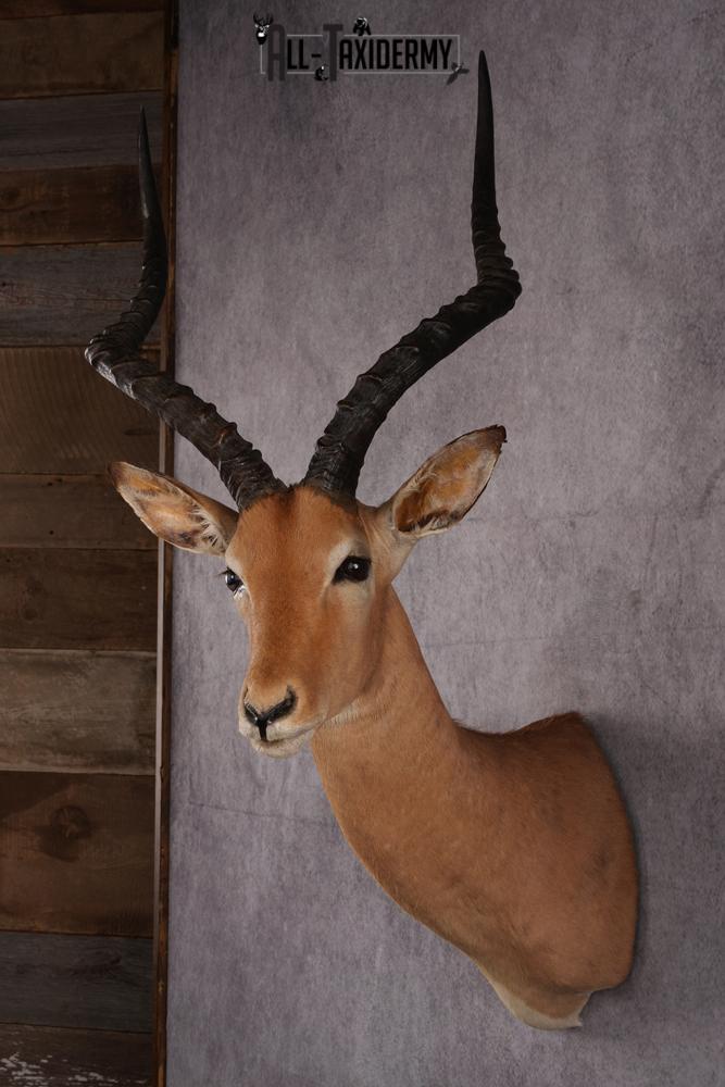 African Impala taxidermy mount SKU 2546 - Image 8