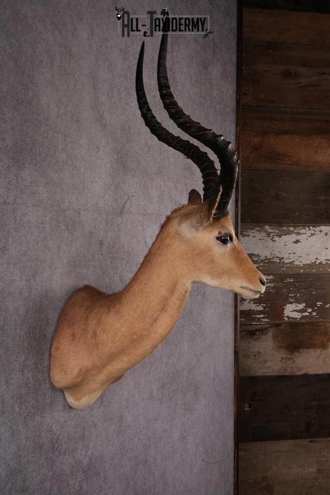African Impala taxidermy mount SKU 2546 - Image 7