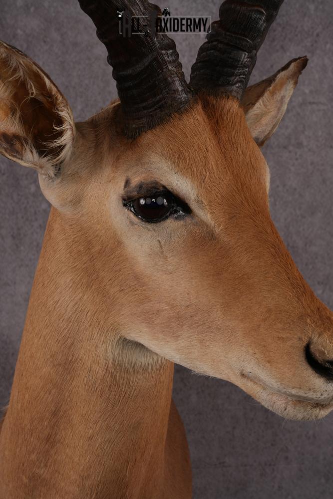 African Impala taxidermy mount SKU 2546 - Image 6
