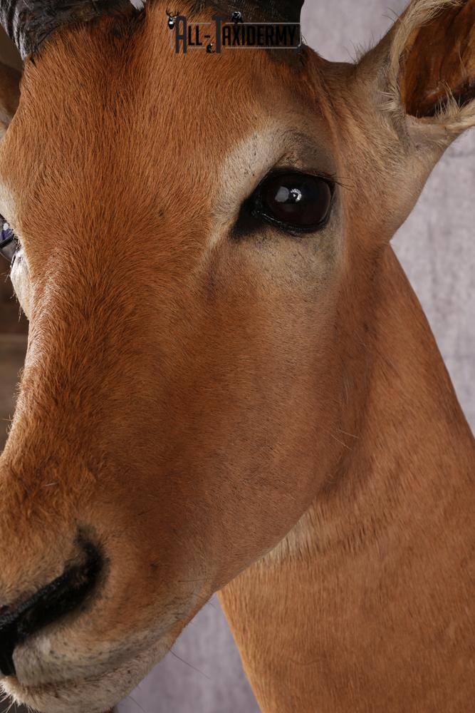 African Impala taxidermy mount SKU 2546 - Image 5