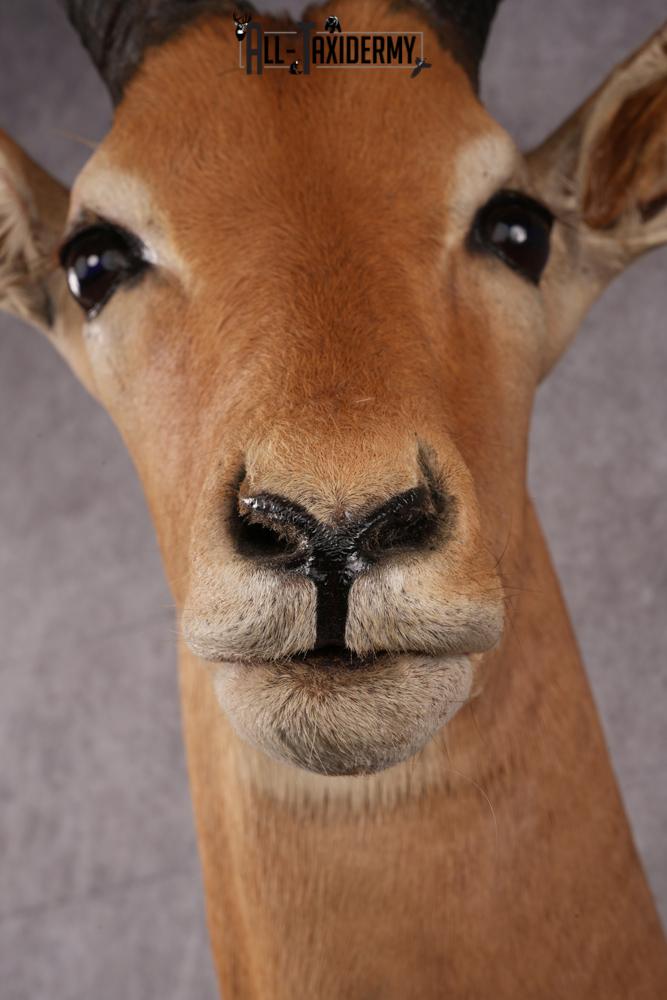 African Impala taxidermy mount SKU 2546 - Image 4