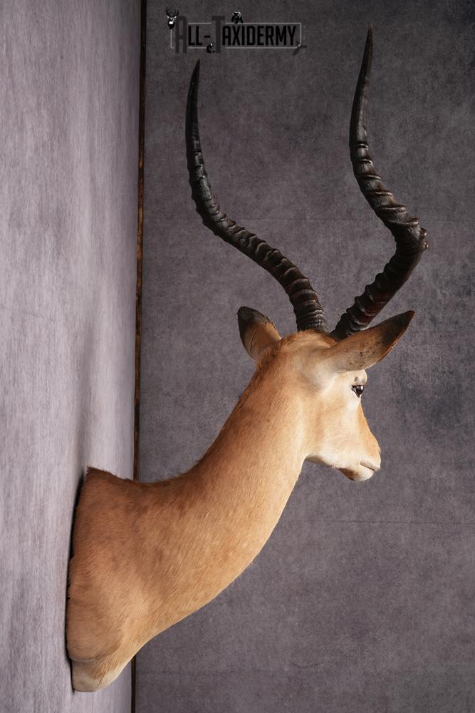 African Impala taxidermy mount SKU 2546 - Image 3