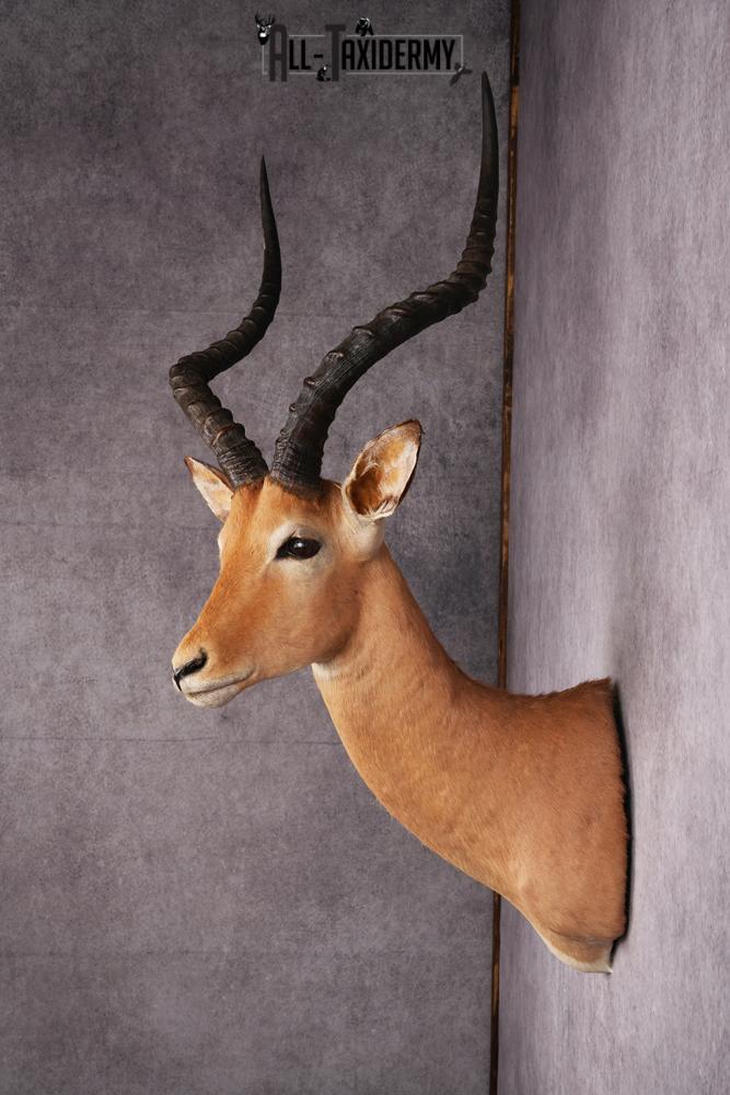African Impala taxidermy mount SKU 2546 - Image 2