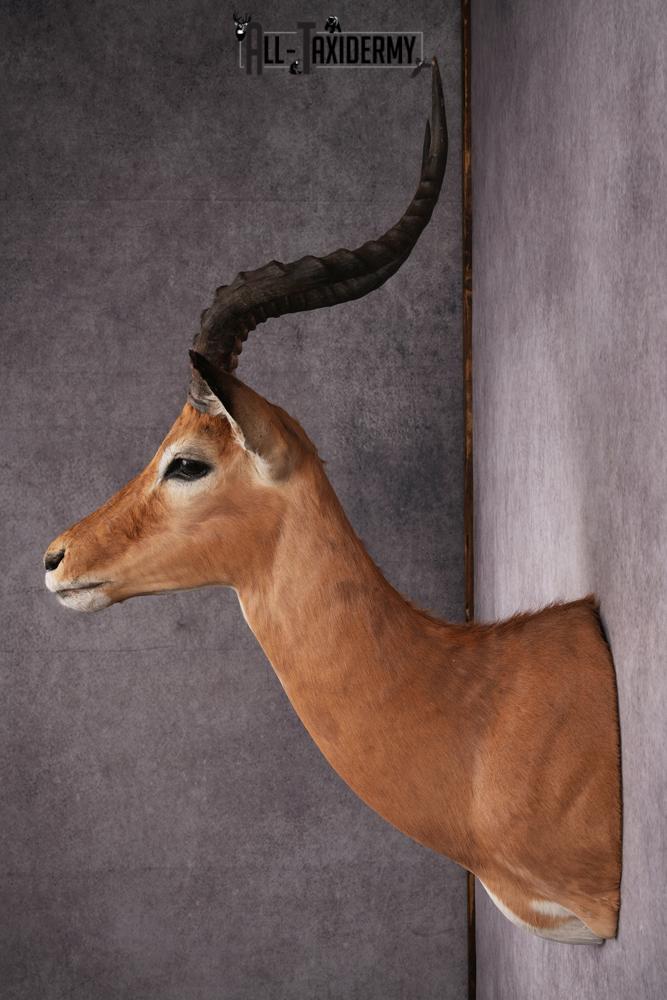 African Impala taxidermy mount SKU 2551 - Image 2