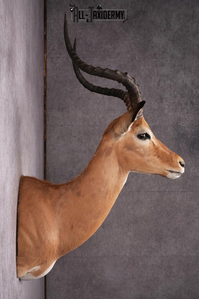 African Impala taxidermy mount SKU 2551 - Image 8