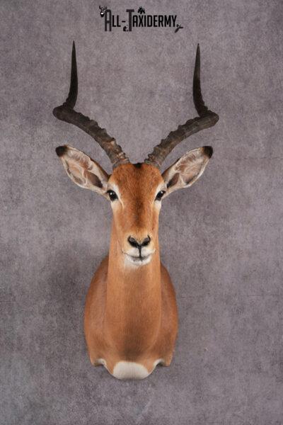 African Impala taxidermy mount SKU 2551