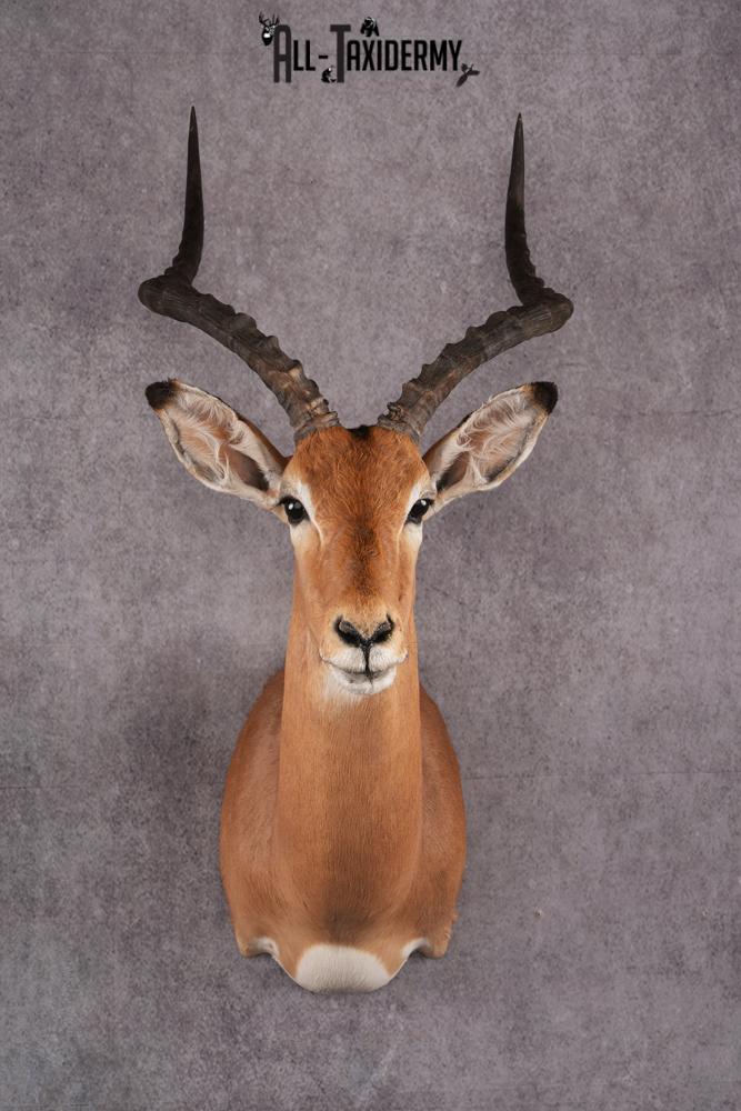 African Impala taxidermy mount SKU 2551