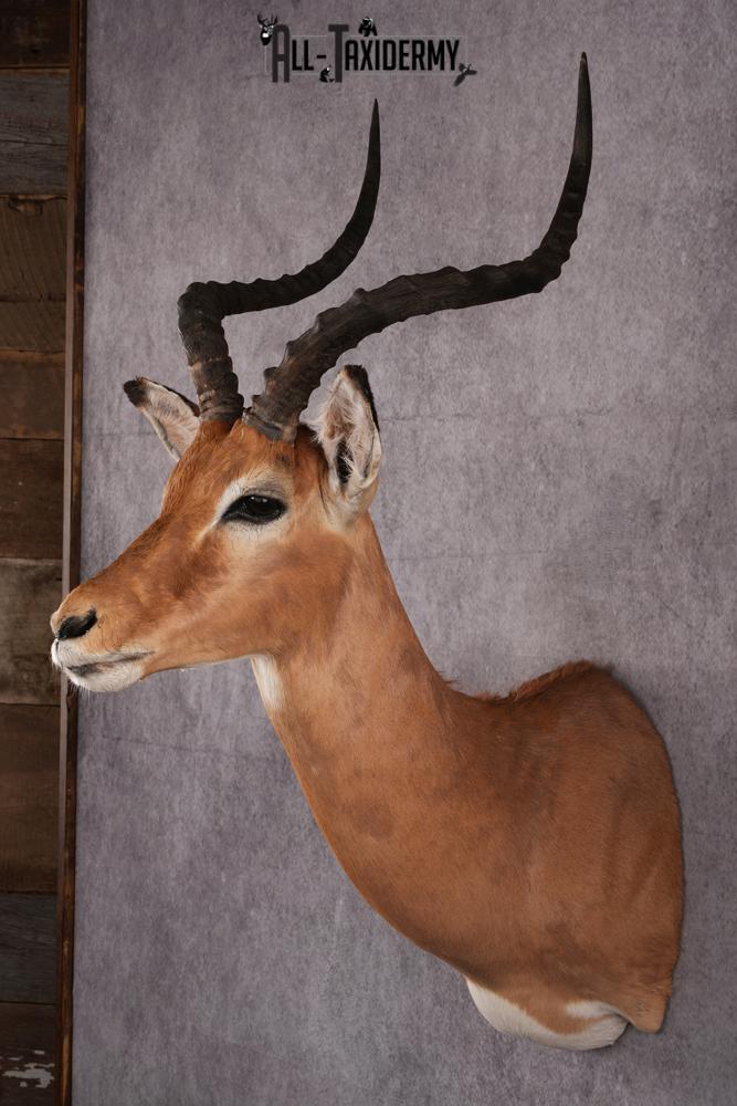 African Impala taxidermy mount SKU 2551 - Image 7