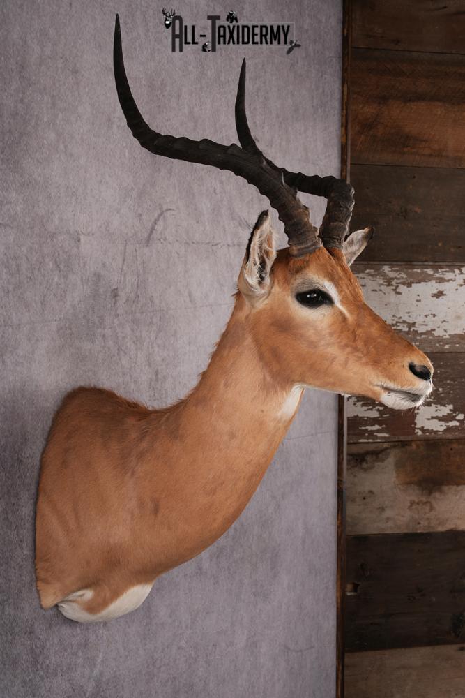 African Impala taxidermy mount SKU 2551 - Image 6
