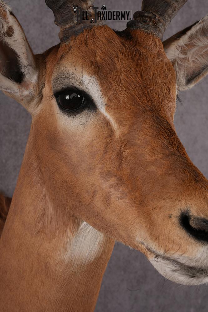 African Impala taxidermy mount SKU 2551 - Image 5