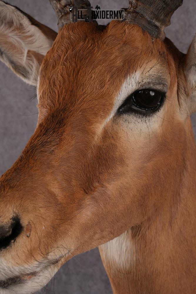 African Impala taxidermy mount SKU 2551 - Image 4