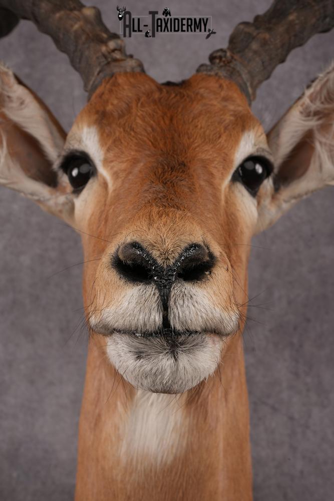 African Impala taxidermy mount SKU 2551 - Image 3